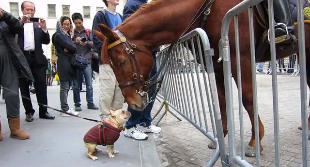 And finally, nothing delighted us more than watching dogs and horses interact. On one occasion, we watched as an adorable bulldog got licked by a cop's horse. And in the other, we watched as a French bulldog in a sweater became fast friends with a police horse at Wall Street.